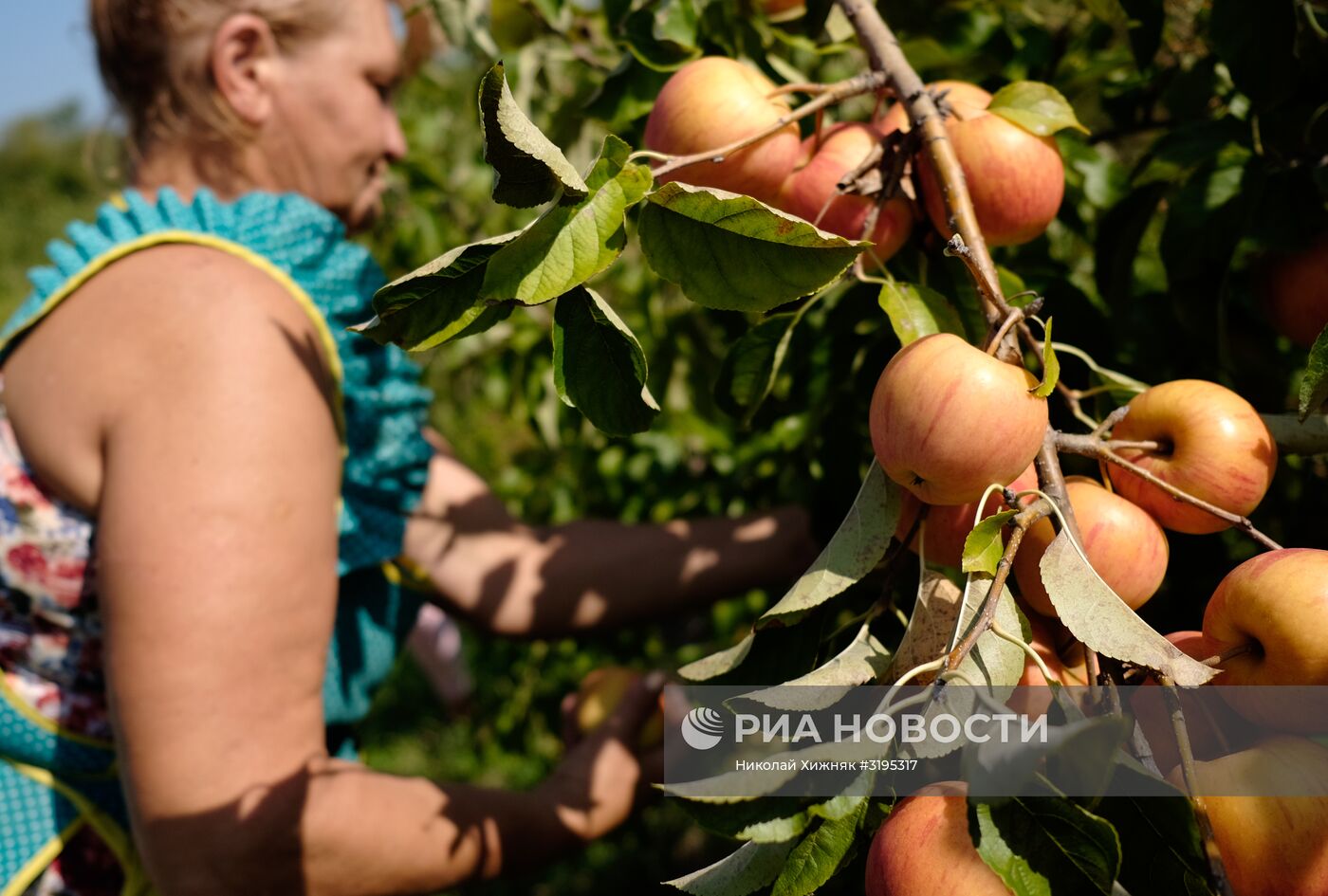 Сбор урожая яблок в Краснодарском крае