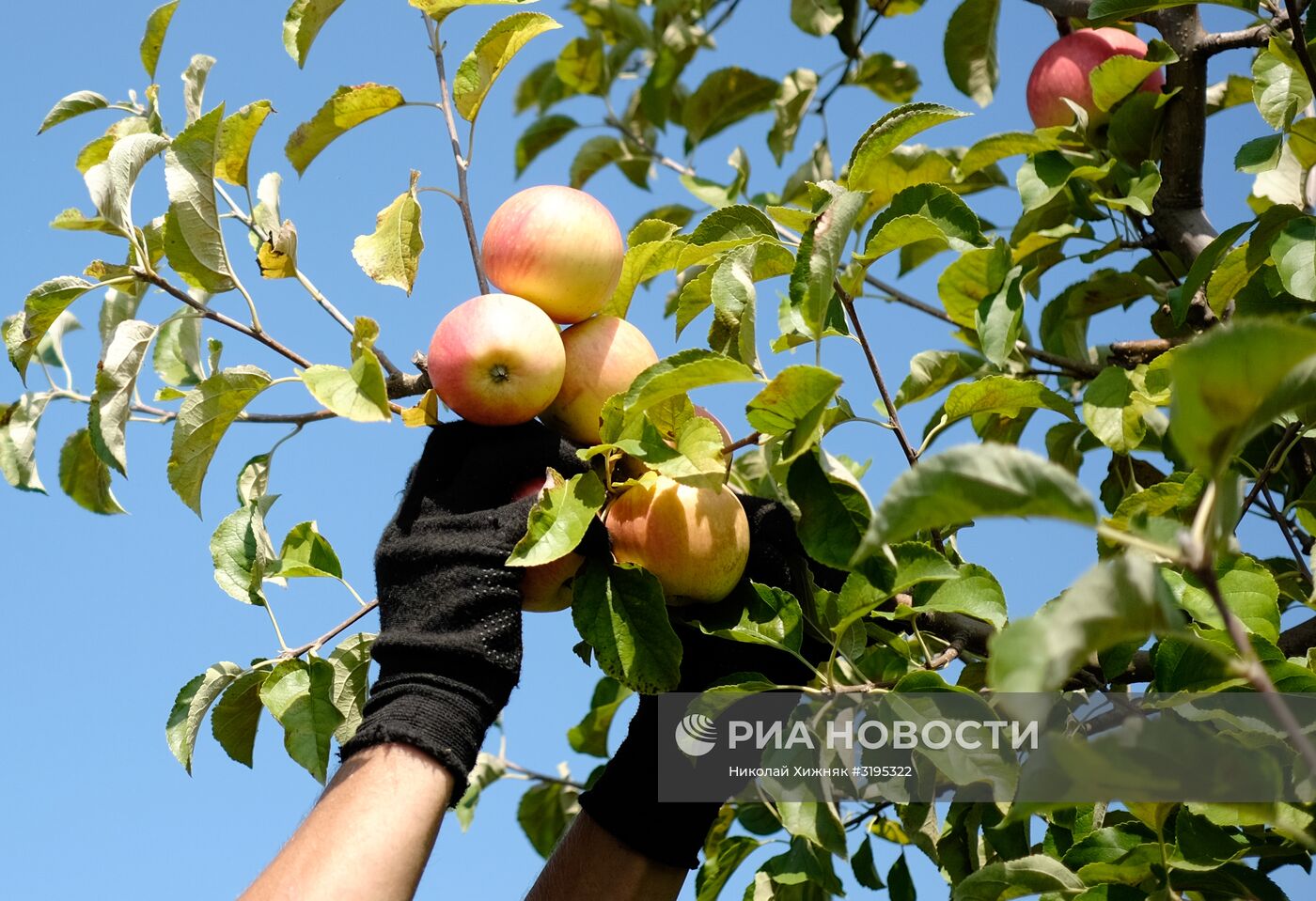 Сбор урожая яблок в Краснодарском крае