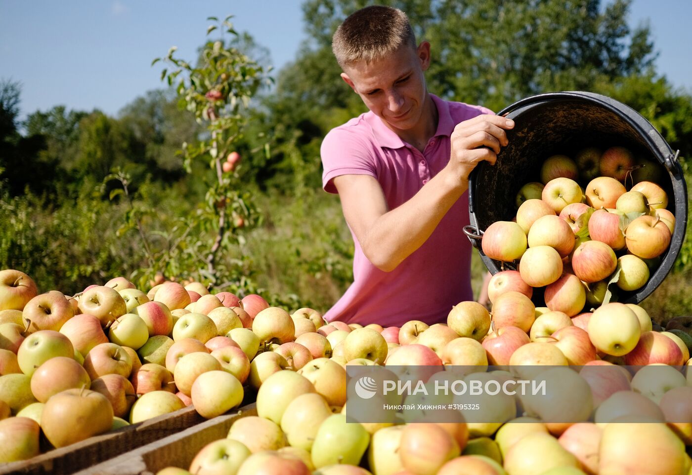 Сбор урожая яблок в Краснодарском крае