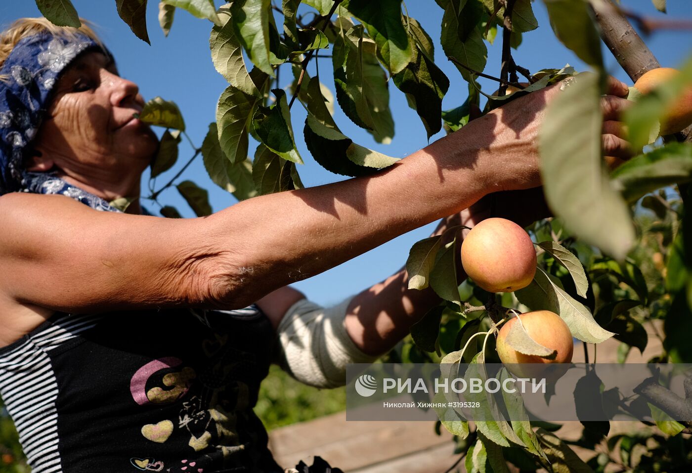 Сбор урожая яблок в Краснодарском крае