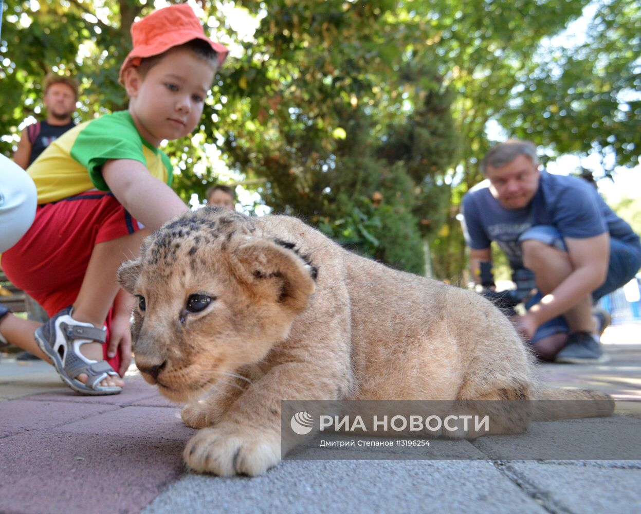 Одного из двух родившихся львят показали в ставропольском зоопарке