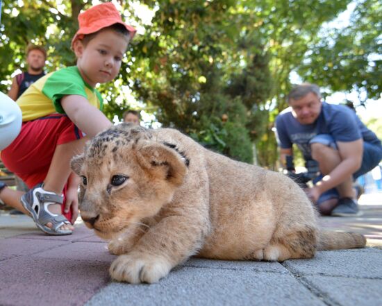 Одного из двух родившихся львят показали в ставропольском зоопарке