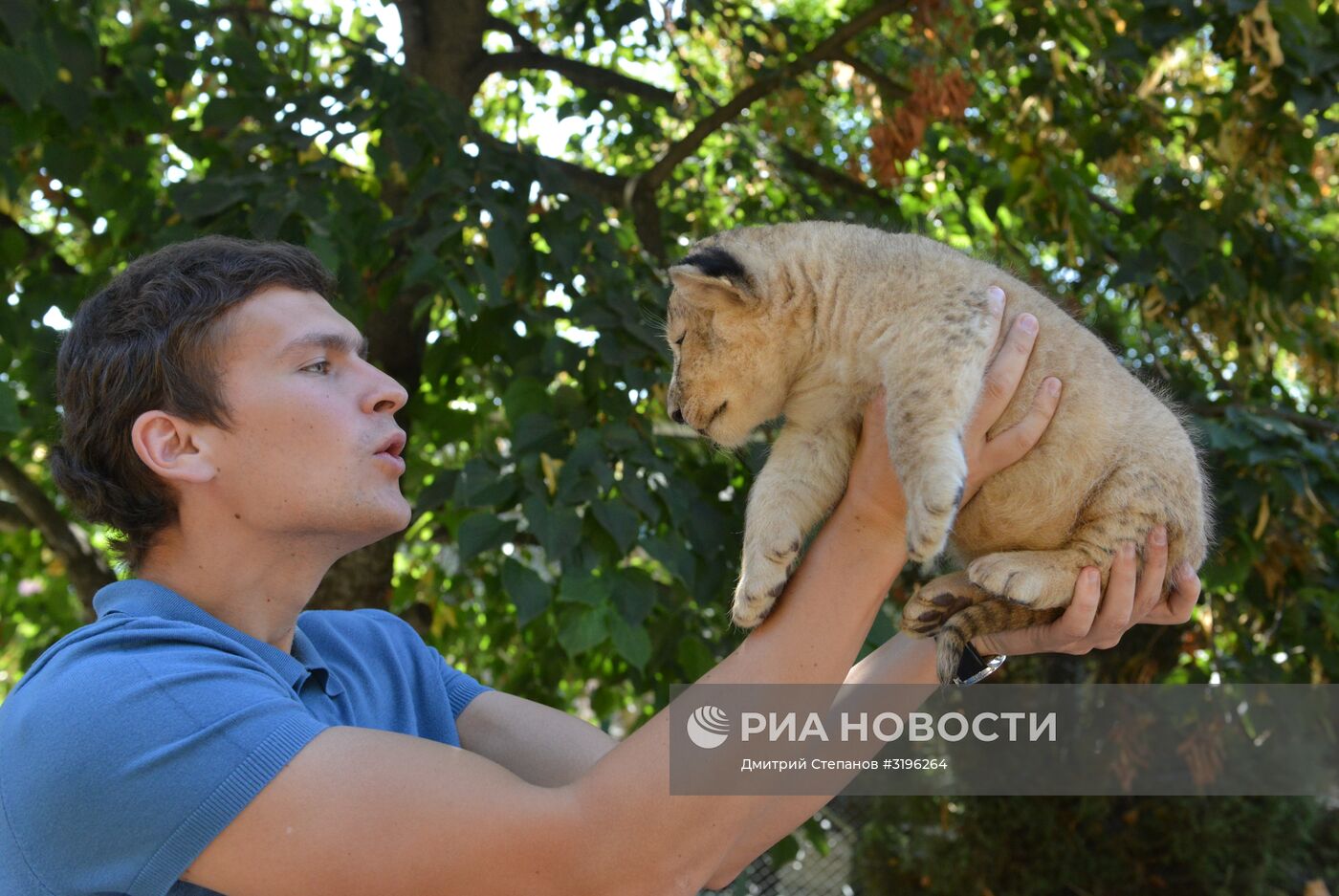 Одного из двух родившихся львят показали в ставропольском зоопарке