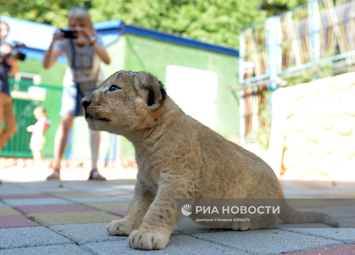 Одного из двух родившихся львят показали в ставропольском зоопарке