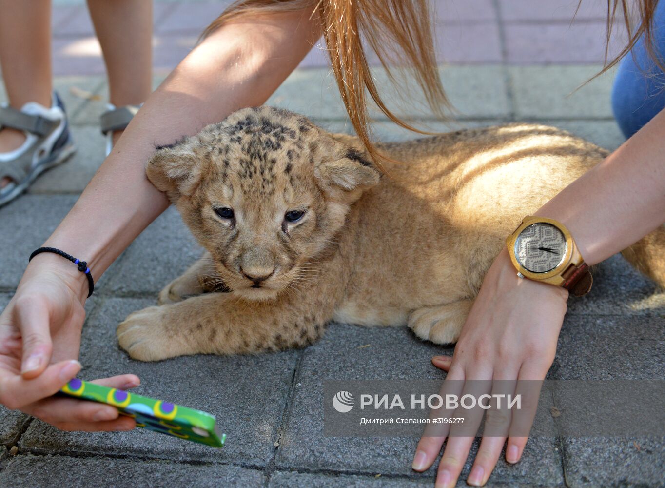 Одного из двух родившихся львят показали в ставропольском зоопарке