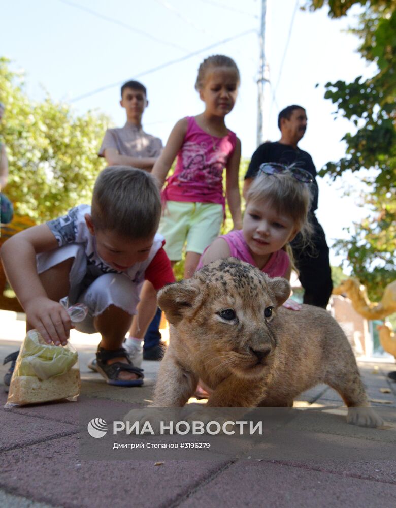 Одного из двух родившихся львят показали в ставропольском зоопарке