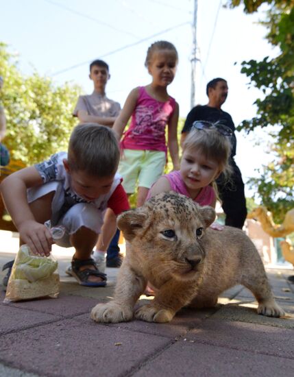 Одного из двух родившихся львят показали в ставропольском зоопарке