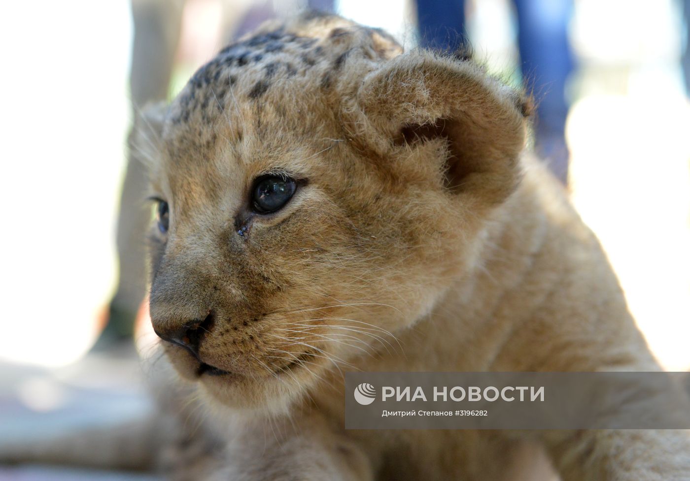Одного из двух родившихся львят показали в ставропольском зоопарке