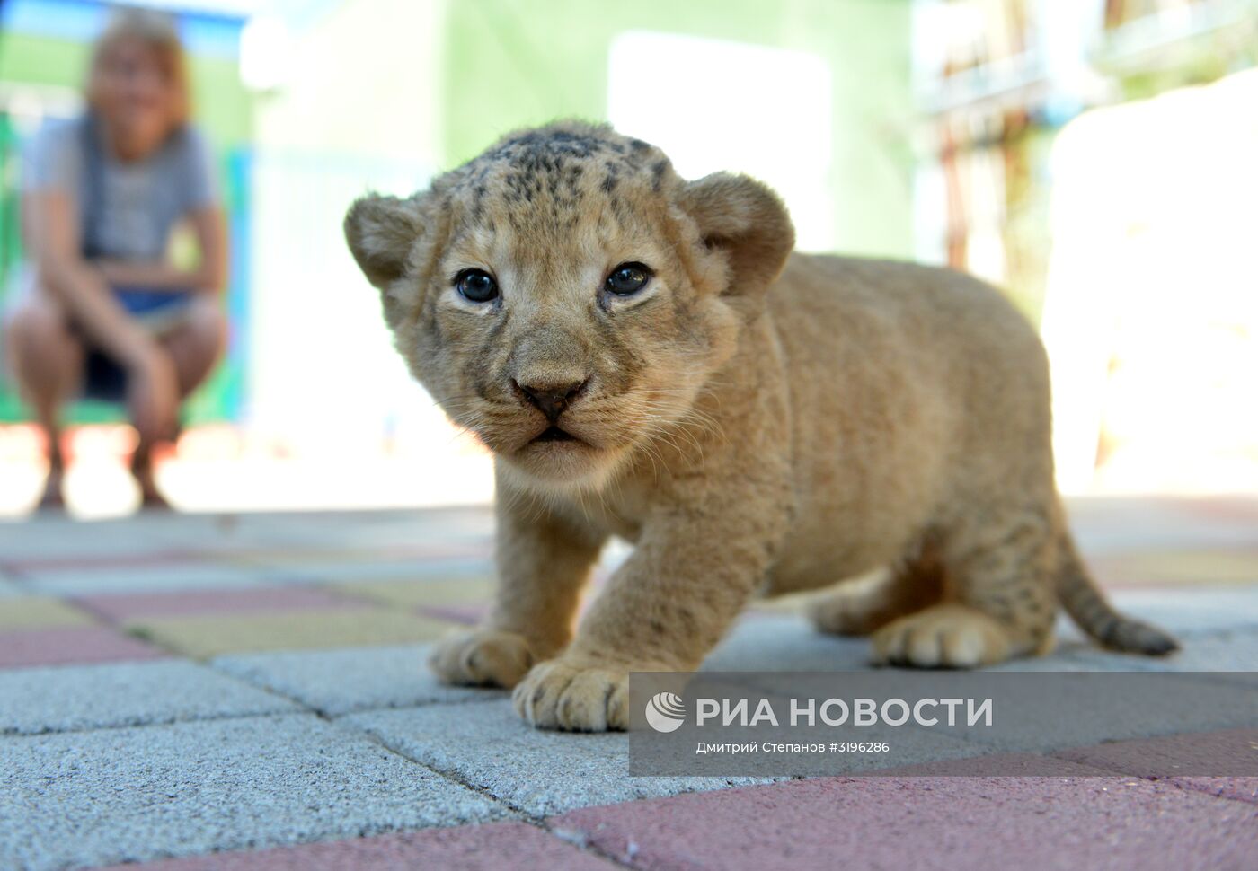 Одного из двух родившихся львят показали в ставропольском зоопарке
