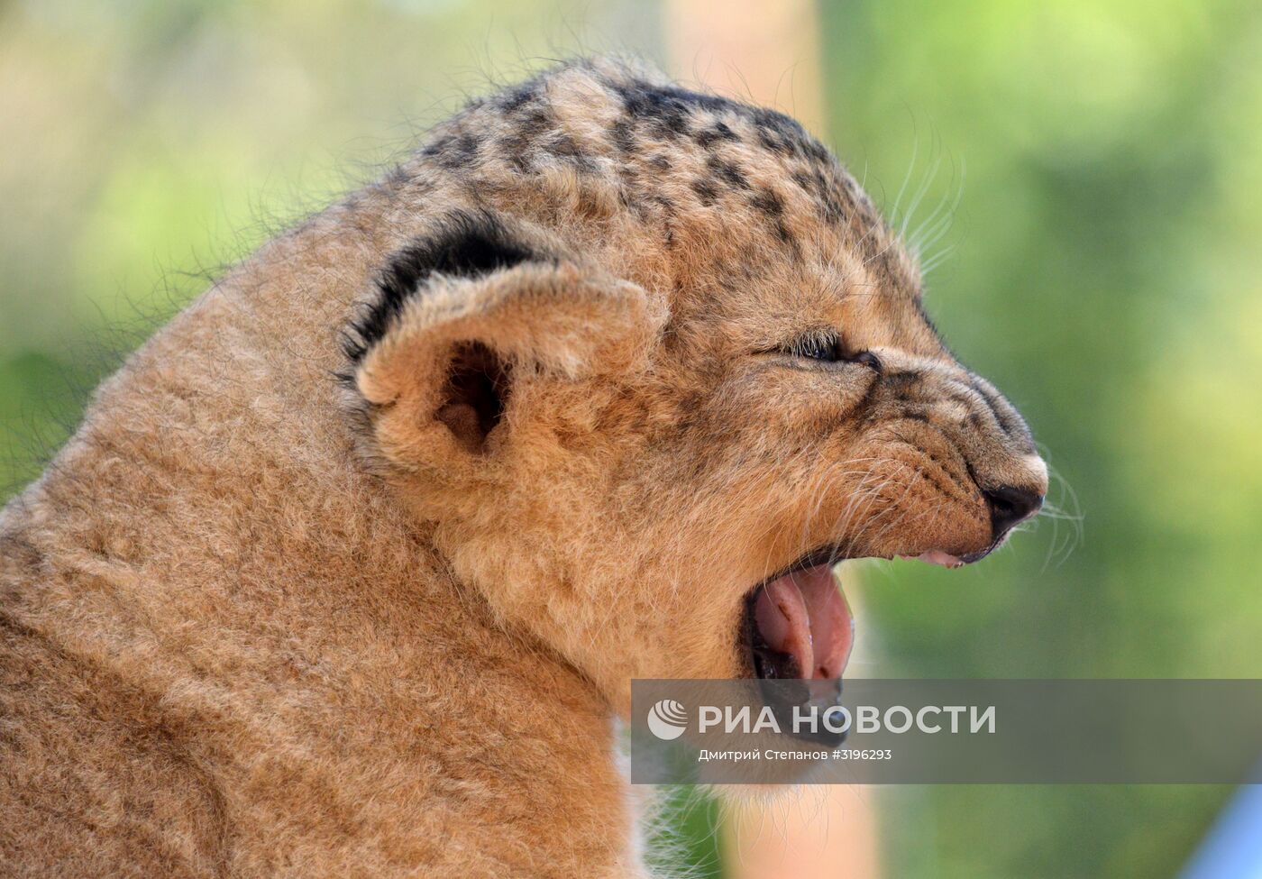 Одного из двух родившихся львят показали в ставропольском зоопарке