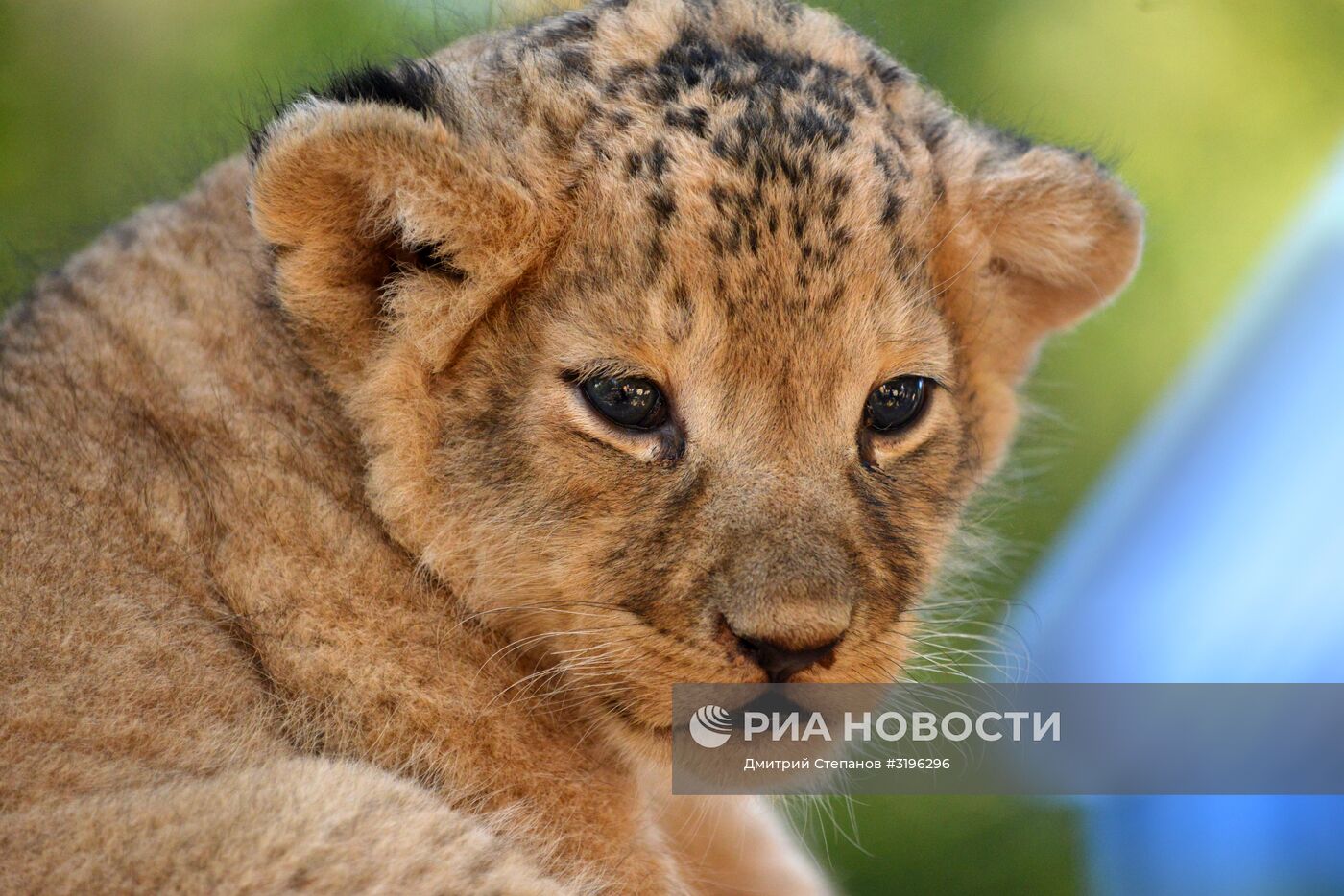 Одного из двух родившихся львят показали в ставропольском зоопарке