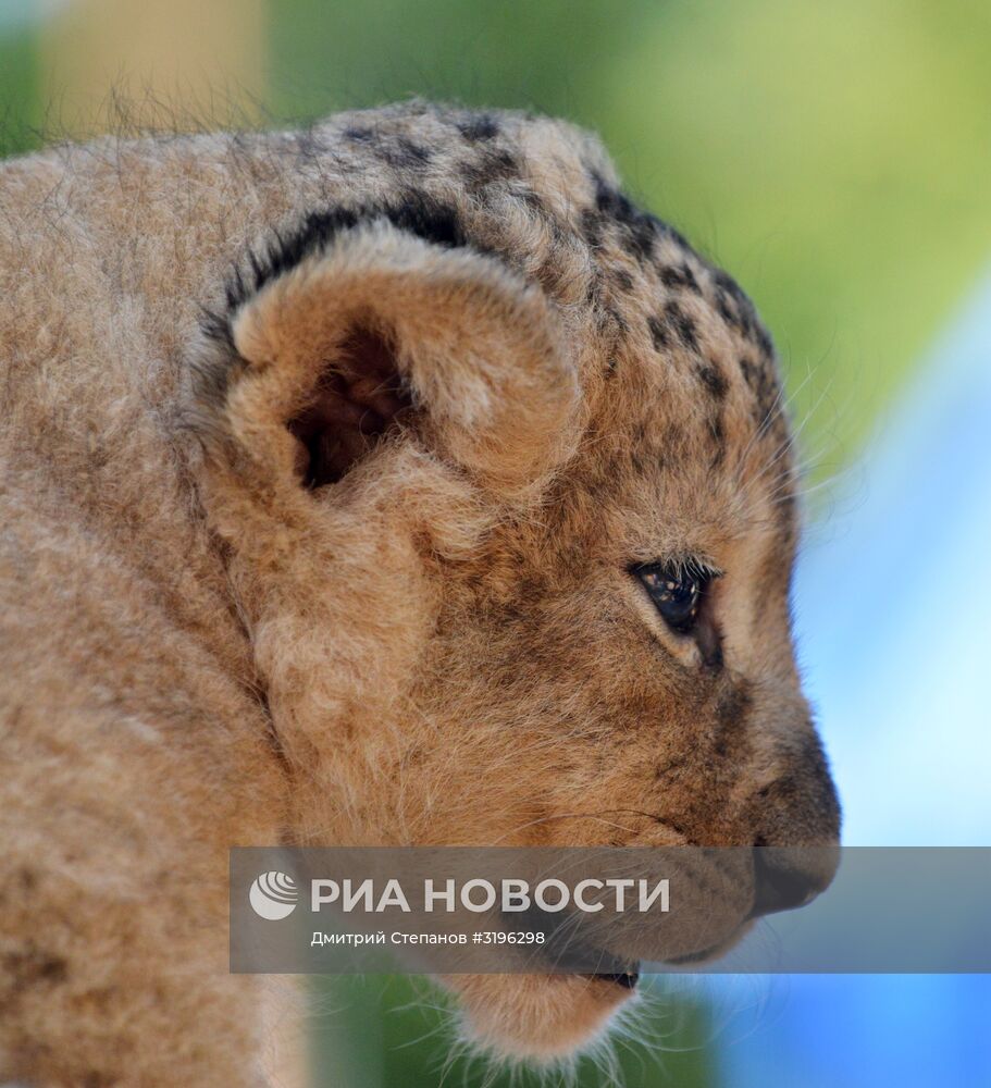 Одного из двух родившихся львят показали в ставропольском зоопарке