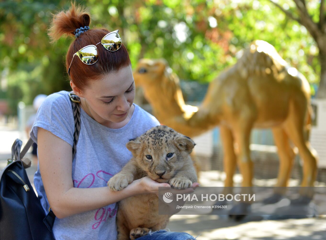 Одного из двух родившихся львят показали в ставропольском зоопарке