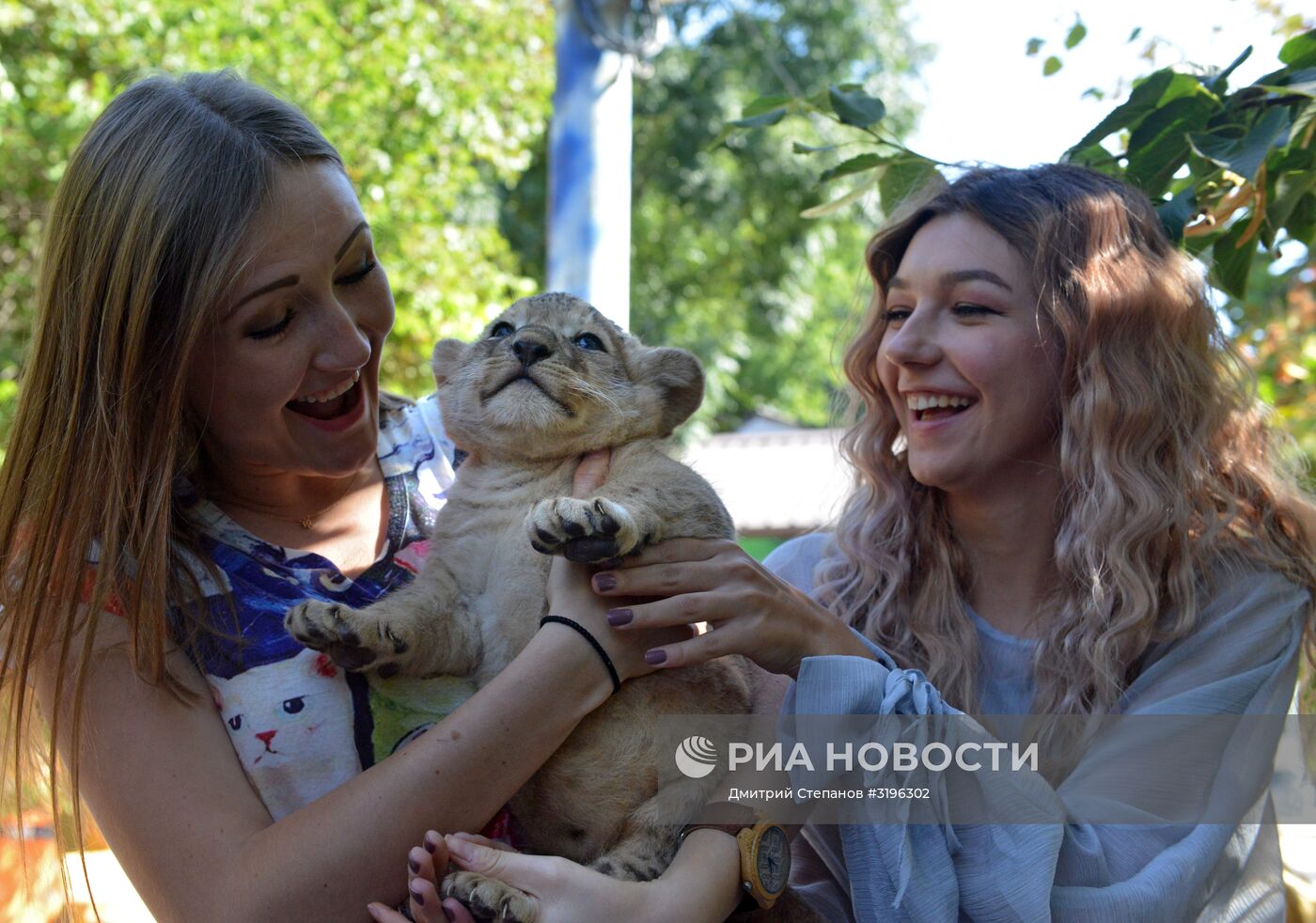 Одного из двух родившихся львят показали в ставропольском зоопарке