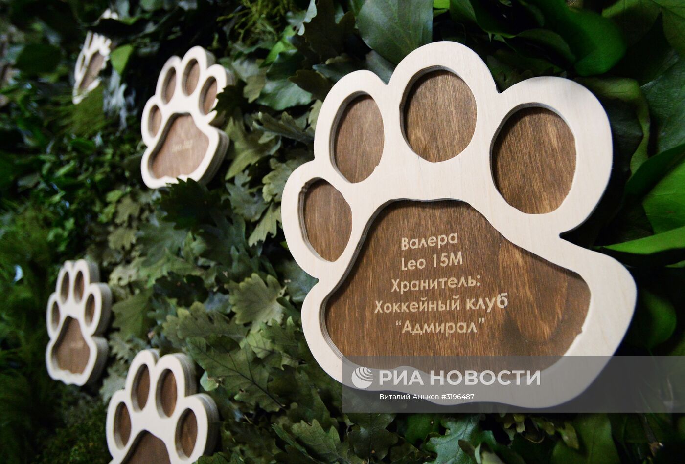 Открытие центральной усадьбы "Земля леопарда" в Приморском крае