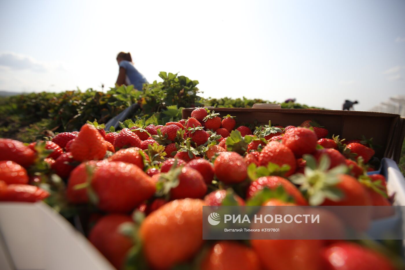 Фермерское хозяйство в Краснодарском крае