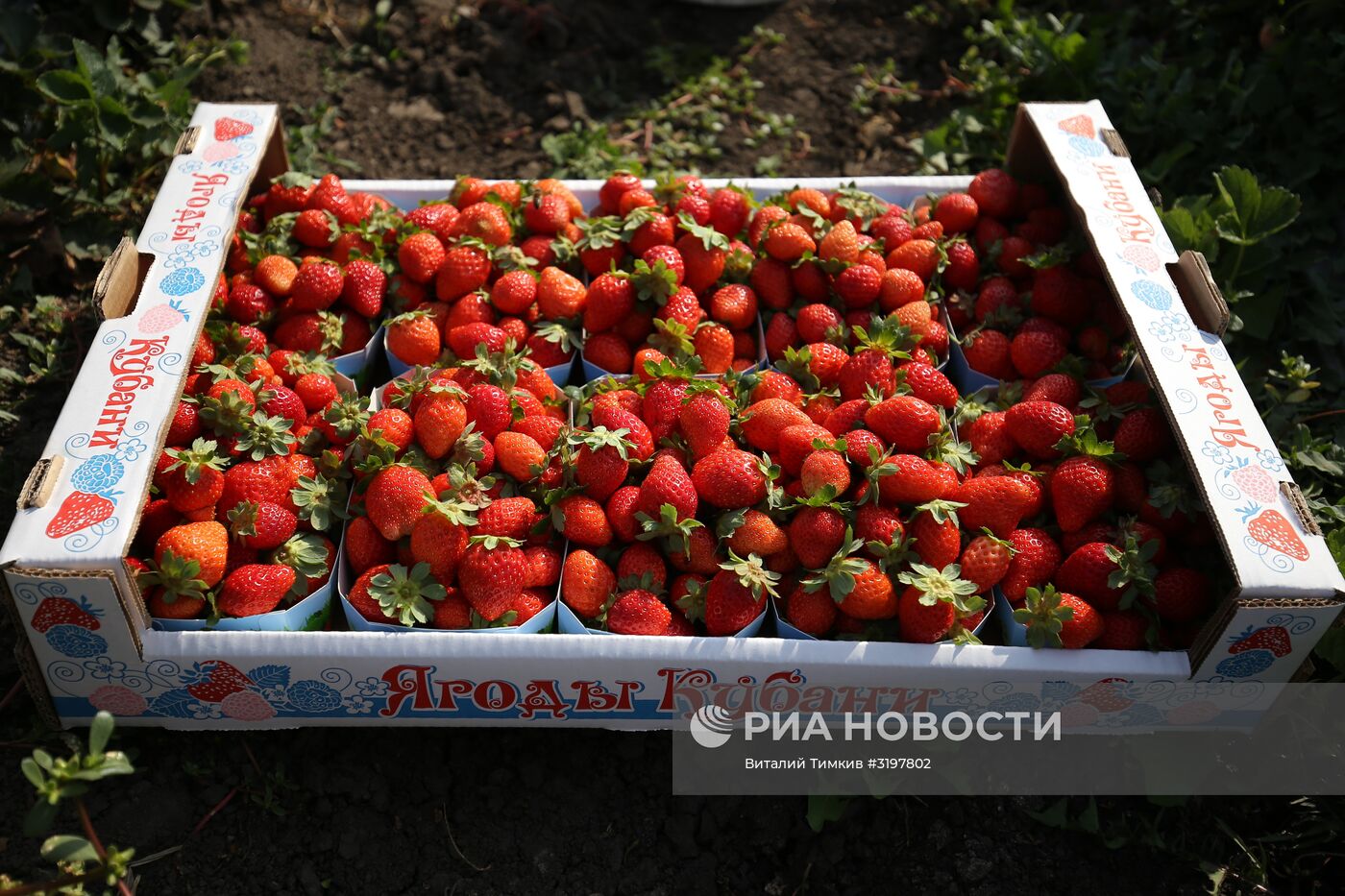 Фермерское хозяйство в Краснодарском крае