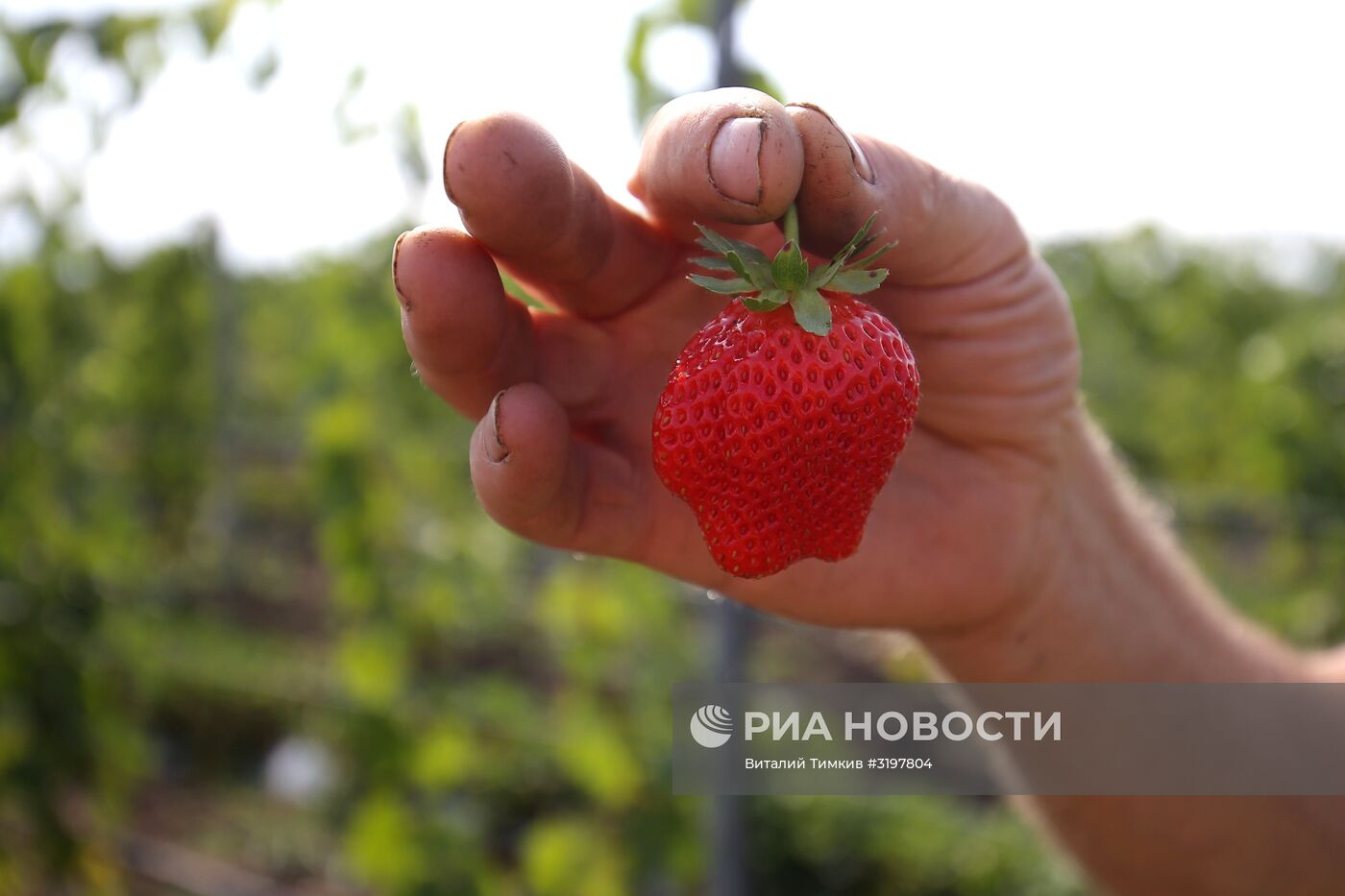 Фермерское хозяйство в Краснодарском крае