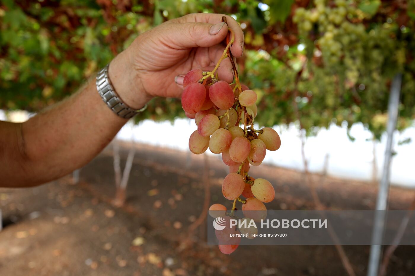 Фермерское хозяйство в Краснодарском крае