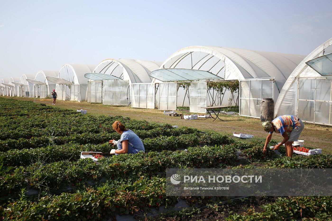 Фермерское хозяйство в Краснодарском крае