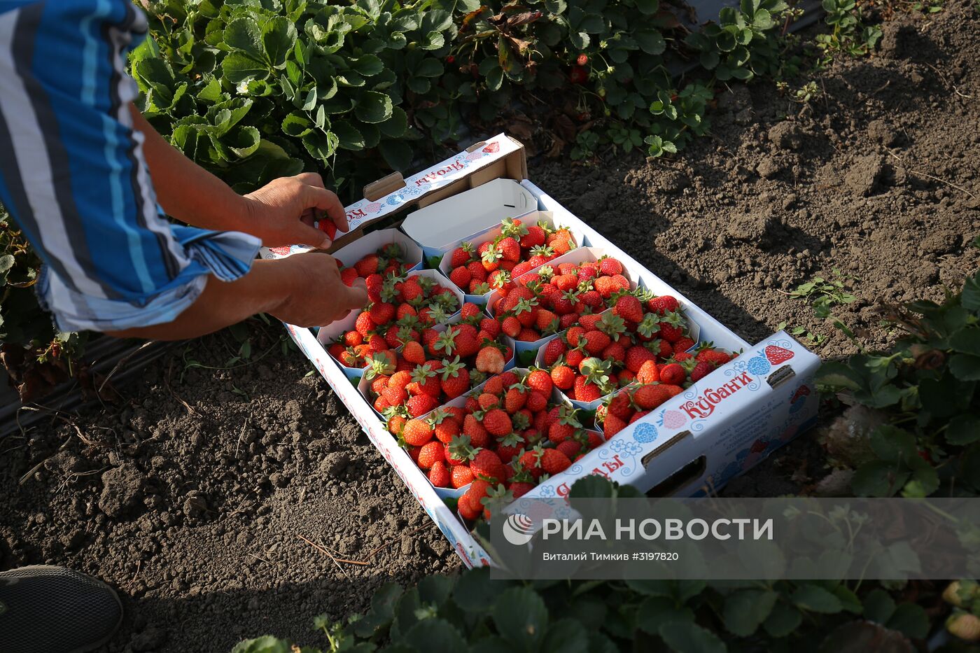 Фермерское хозяйство в Краснодарском крае