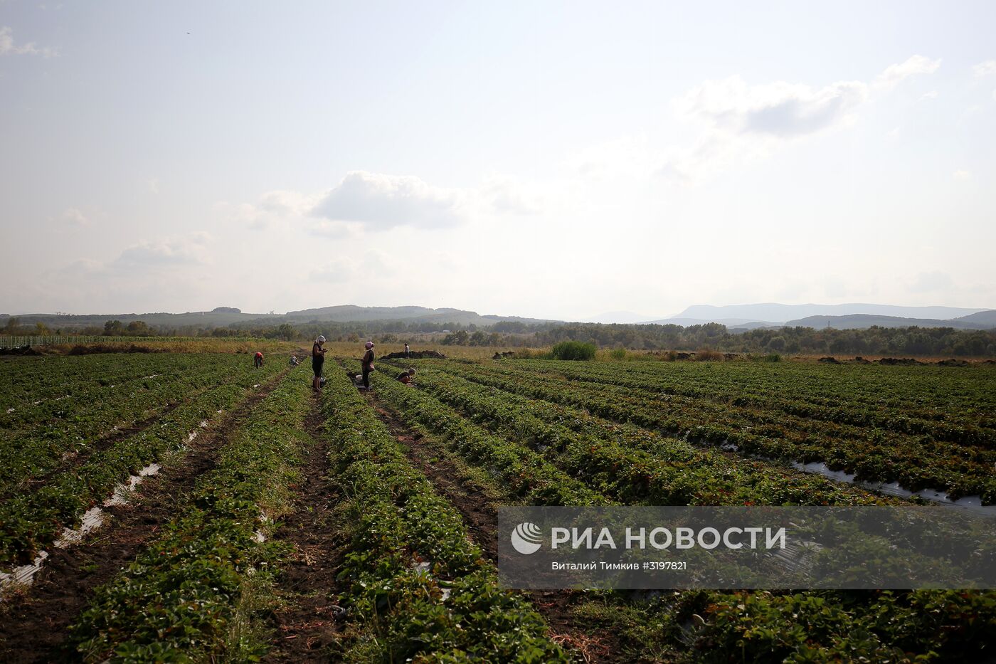 Фермерское хозяйство в Краснодарском крае