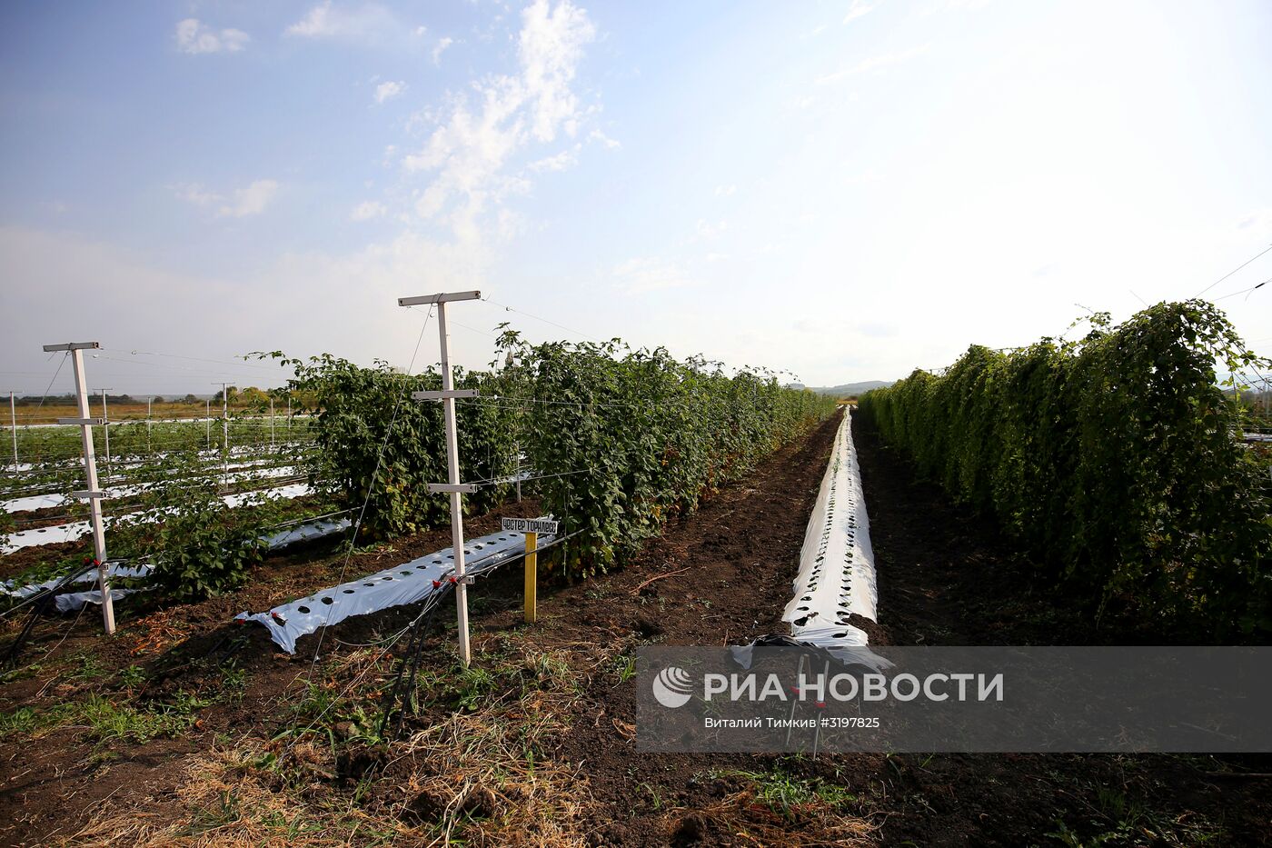 Фермерское хозяйство в Краснодарском крае