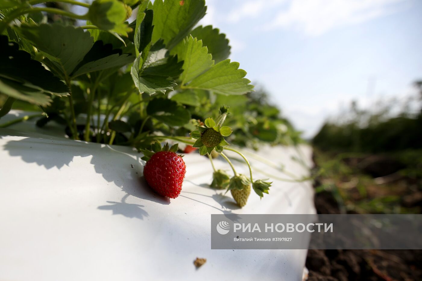 Фермерское хозяйство в Краснодарском крае