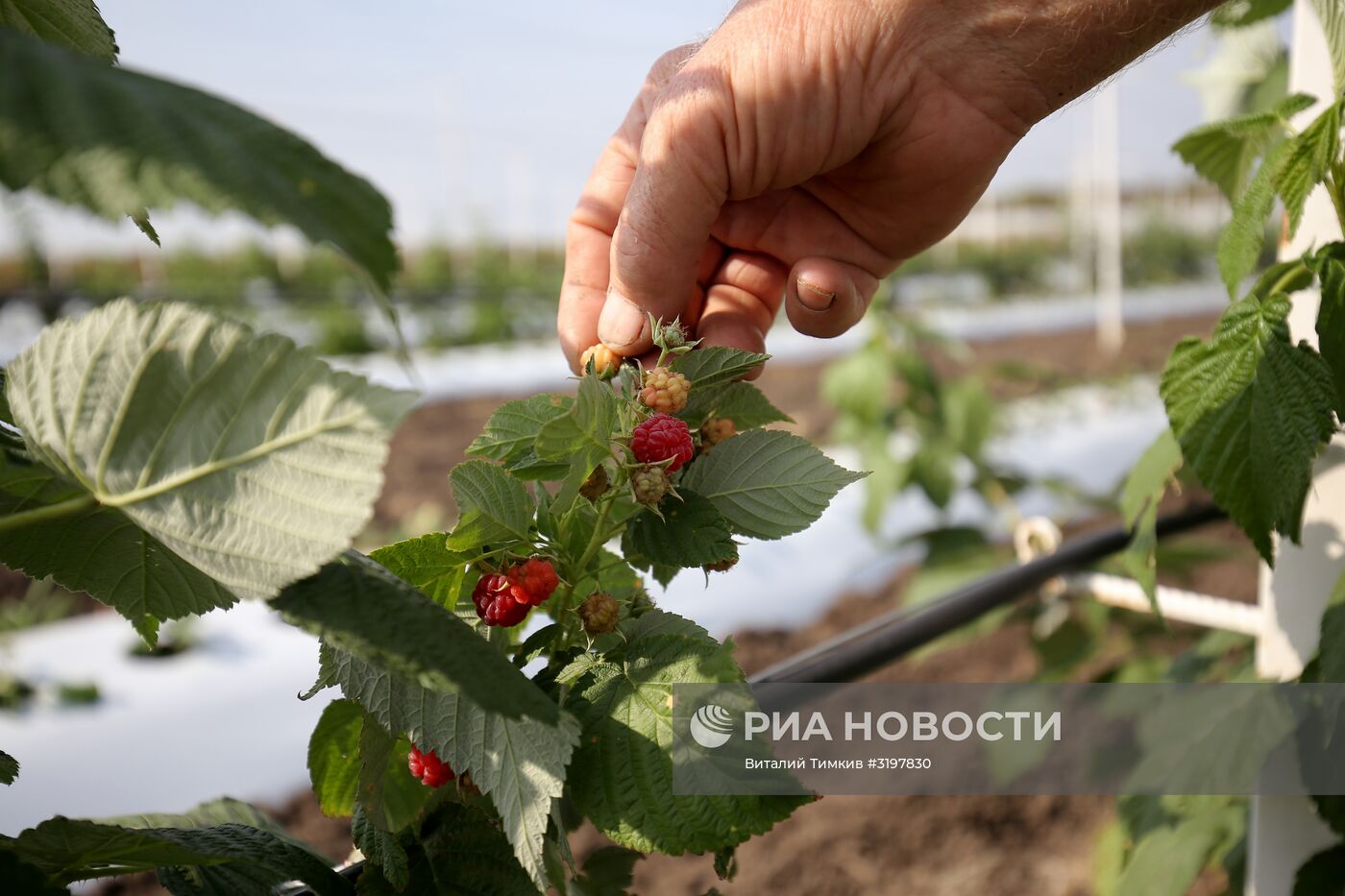 Фермерское хозяйство в Краснодарском крае