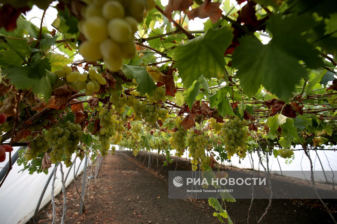 Фермерское хозяйство в Краснодарском крае