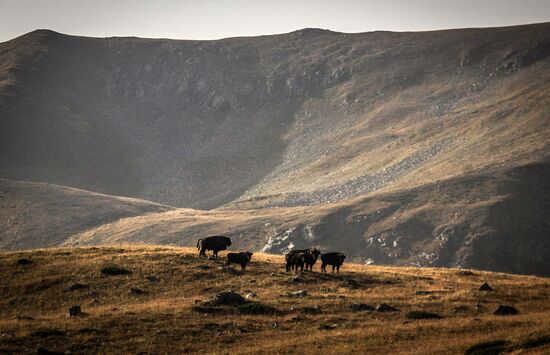 Кавказский государственный природный биосферный заповедник