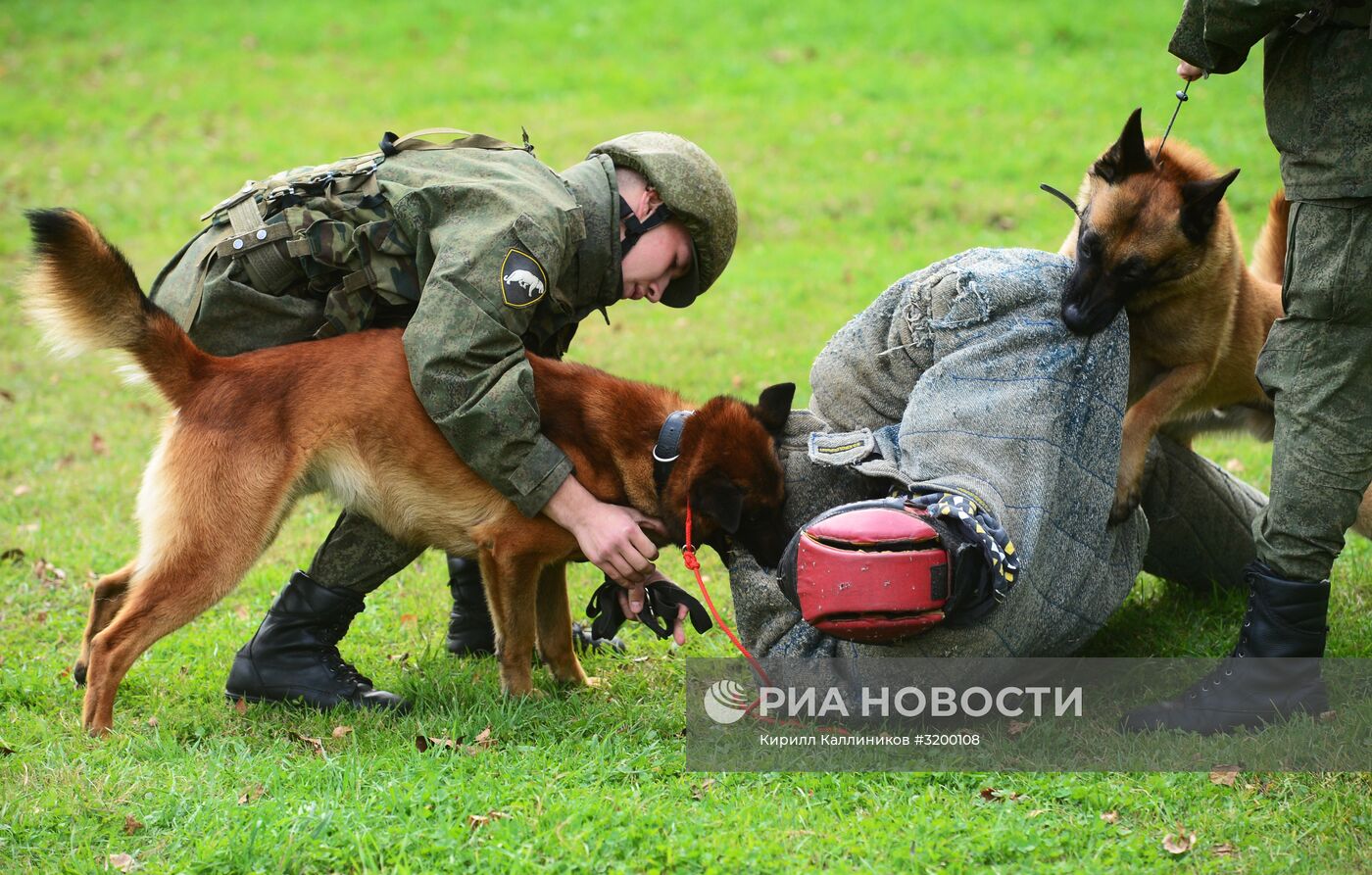 Тренировка служебных собак войск нацгвардии