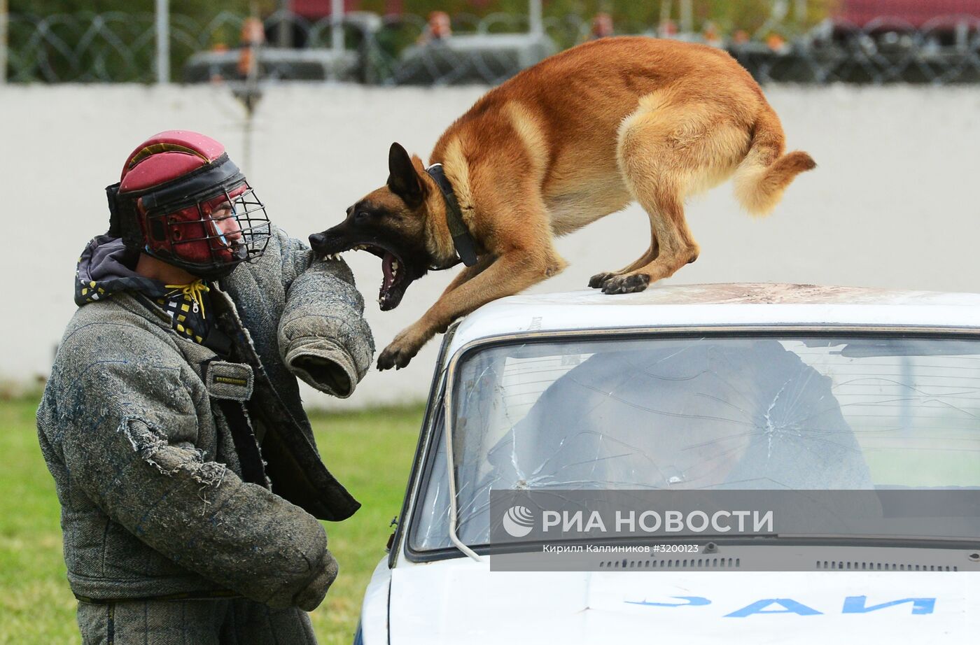 Тренировка служебных собак войск нацгвардии