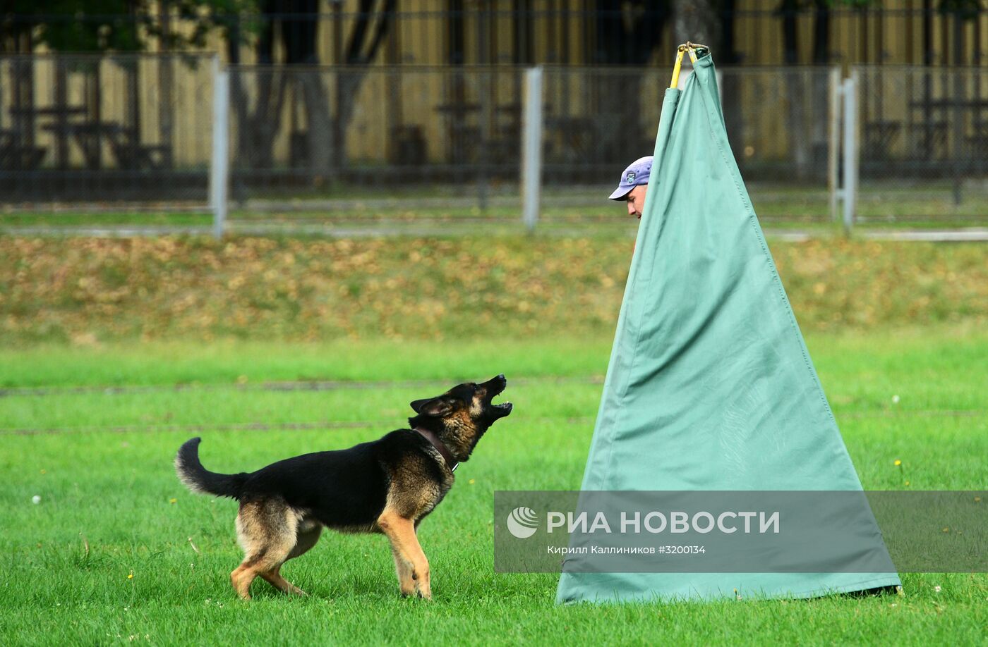 Тренировка служебных собак войск нацгвардии