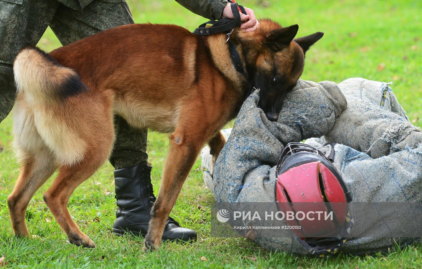 Тренировка служебных собак войск нацгвардии