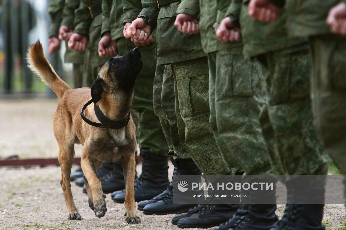 Тренировка служебных собак войск нацгвардии