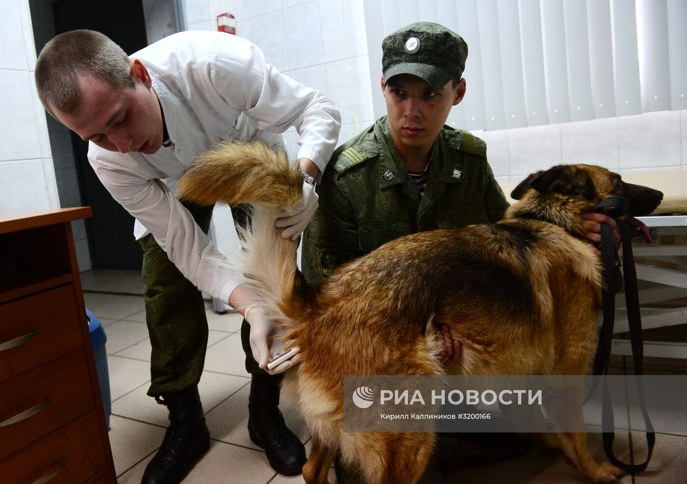 Тренировка служебных собак войск нацгвардии