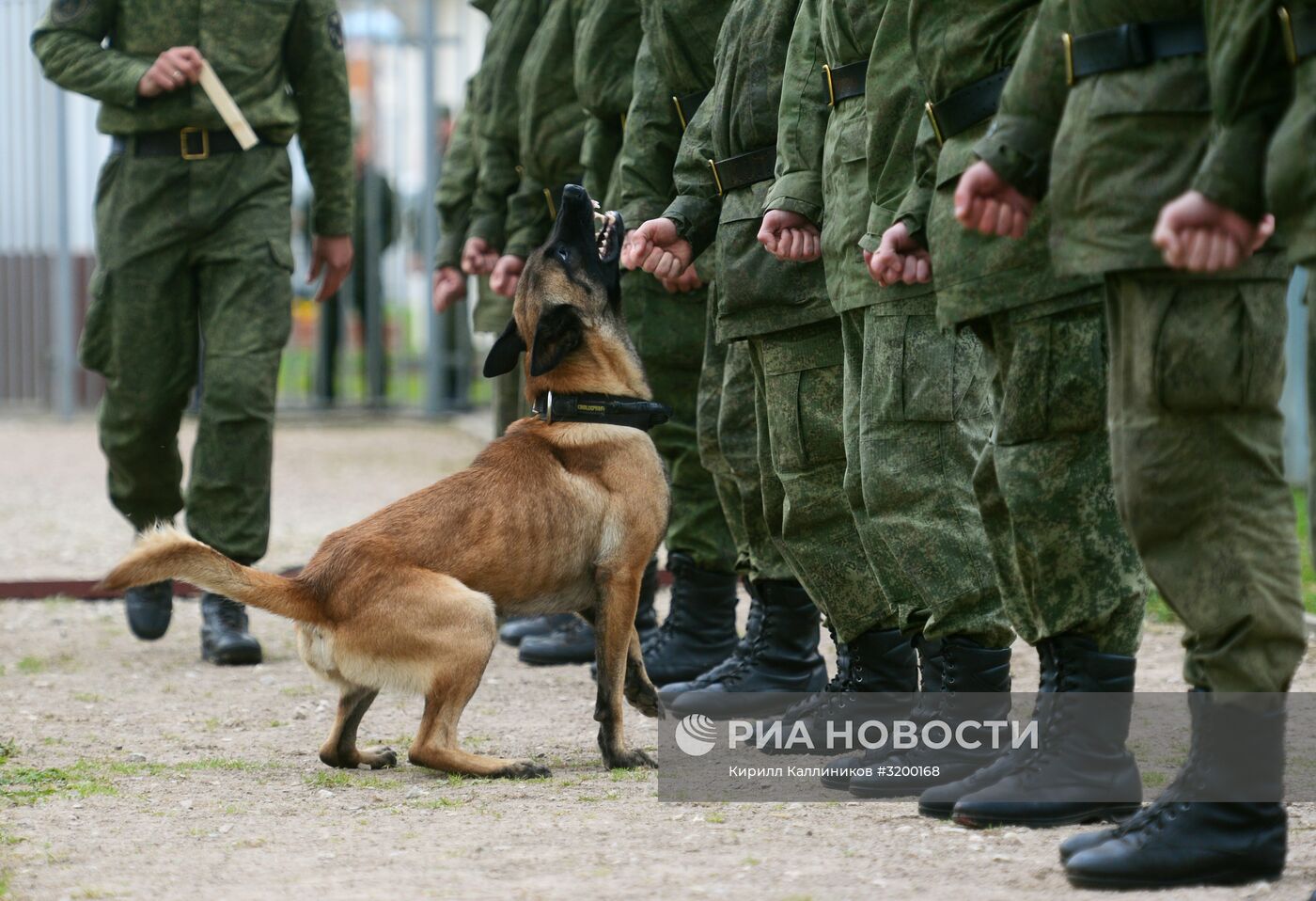 Тренировка служебных собак войск нацгвардии