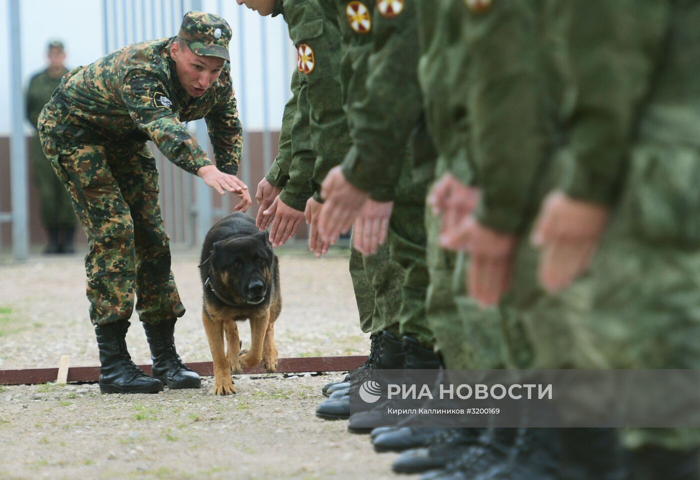 Тренировка служебных собак войск нацгвардии