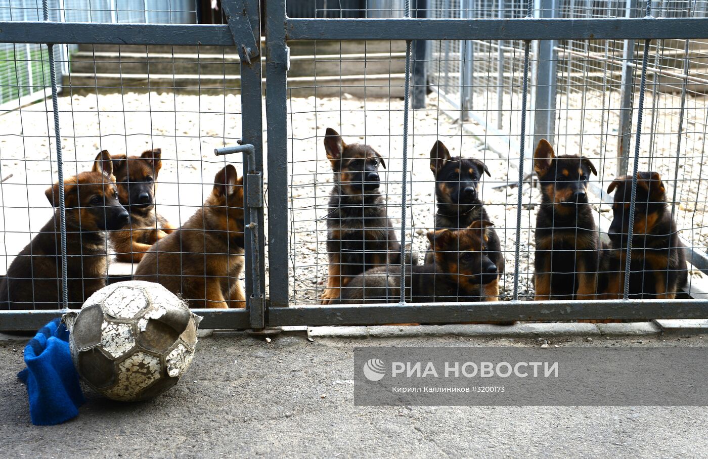 Тренировка служебных собак войск нацгвардии