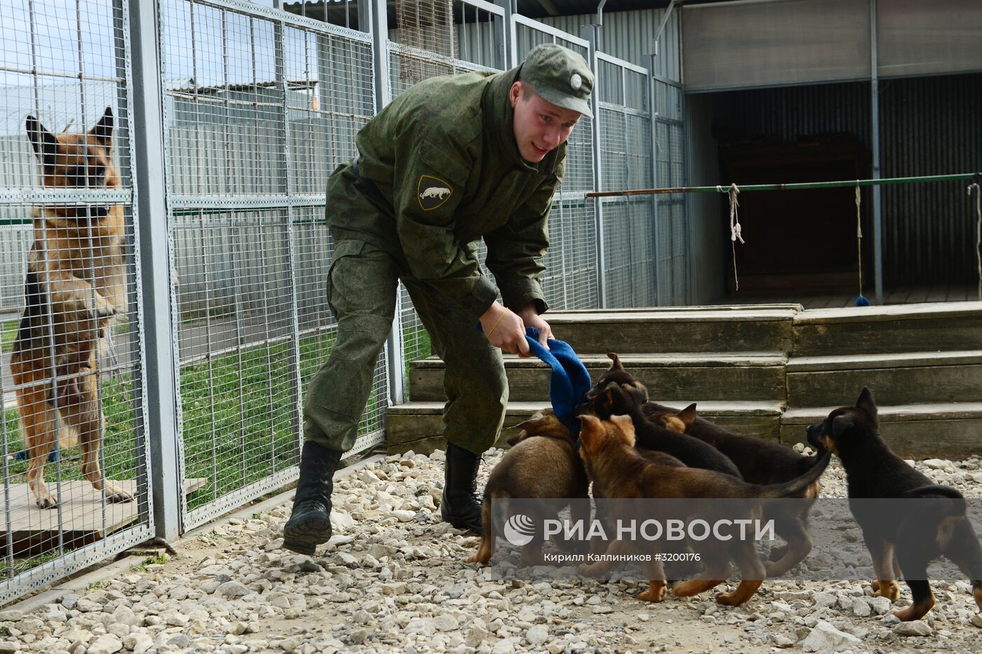 Тренировка служебных собак войск нацгвардии