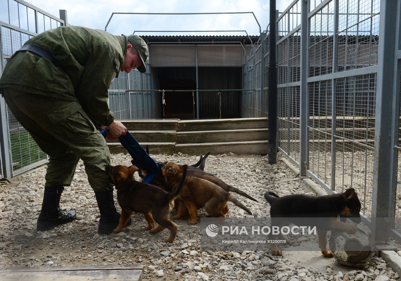 Тренировка служебных собак войск нацгвардии