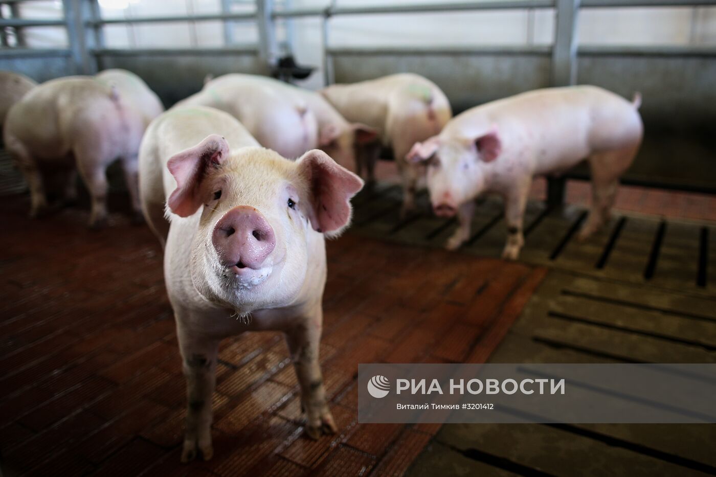 Мясоперерабатывающий комбинат "Кубань" в Краснодарском крае