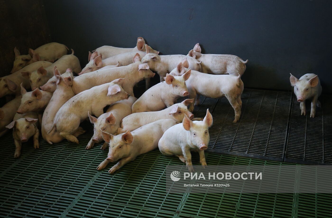 Мясоперерабатывающий комбинат "Кубань" в Краснодарском крае