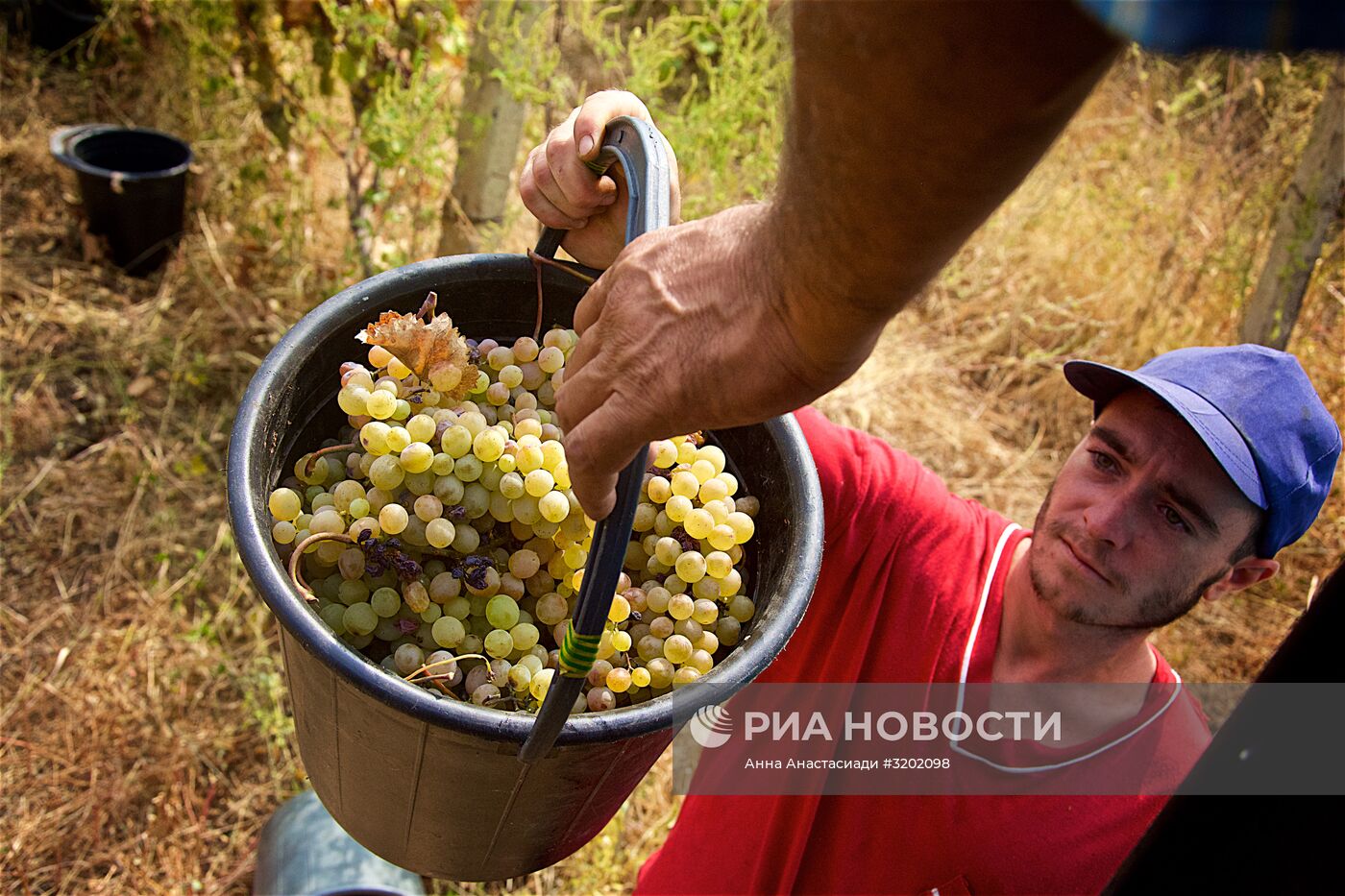 Сбор винограда в Грузии