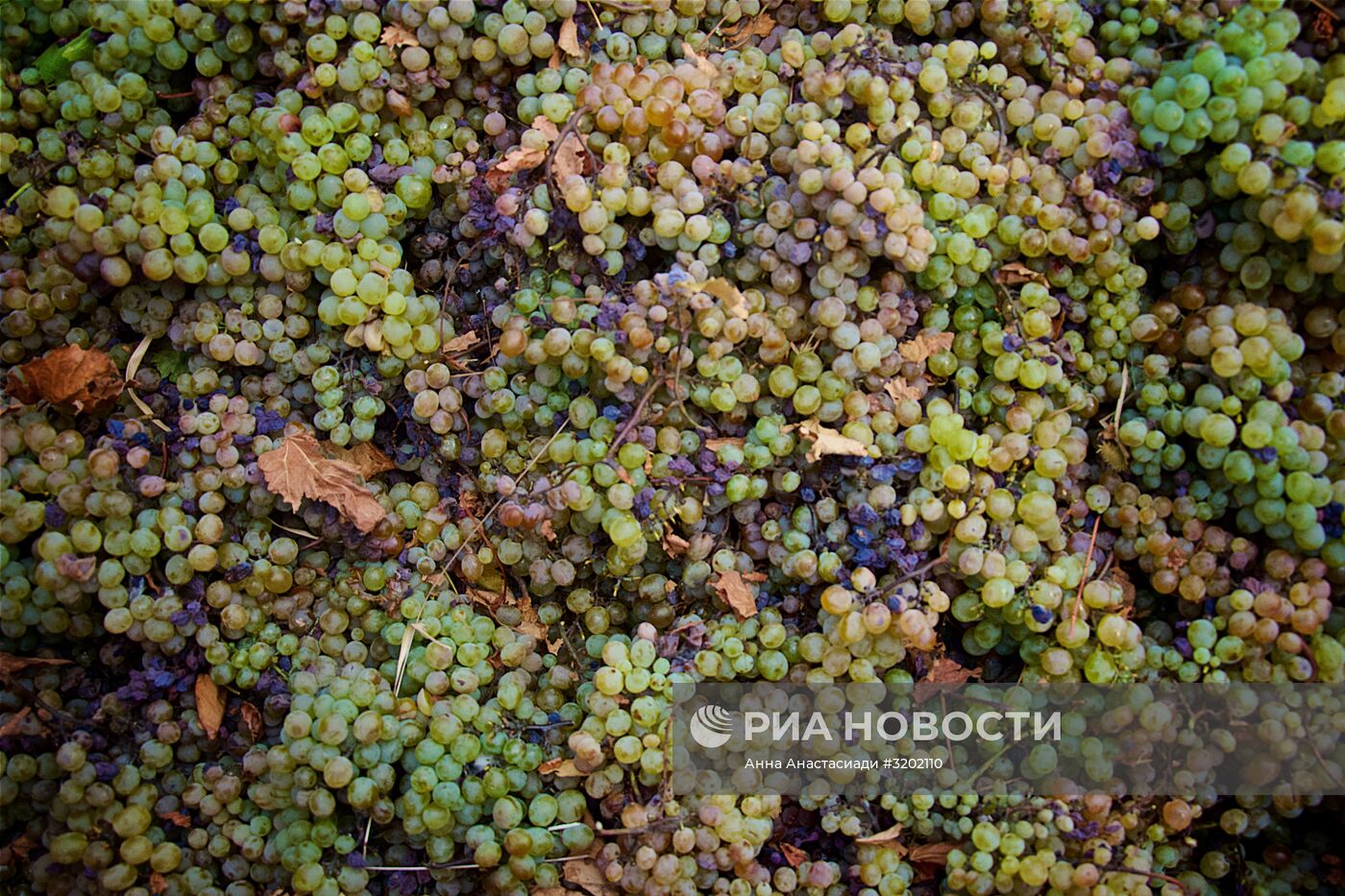 Сбор винограда в Грузии