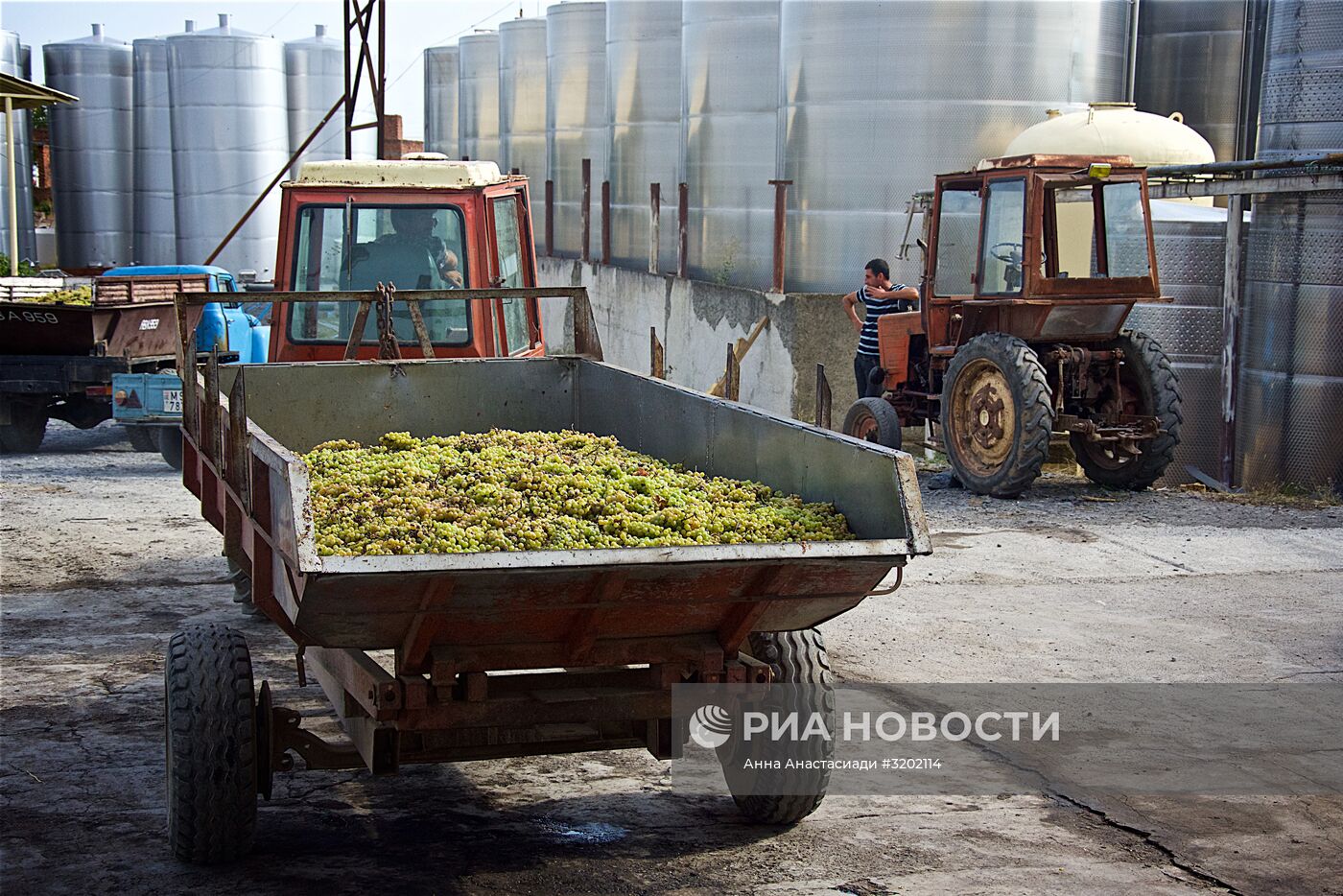 Сбор винограда в Грузии