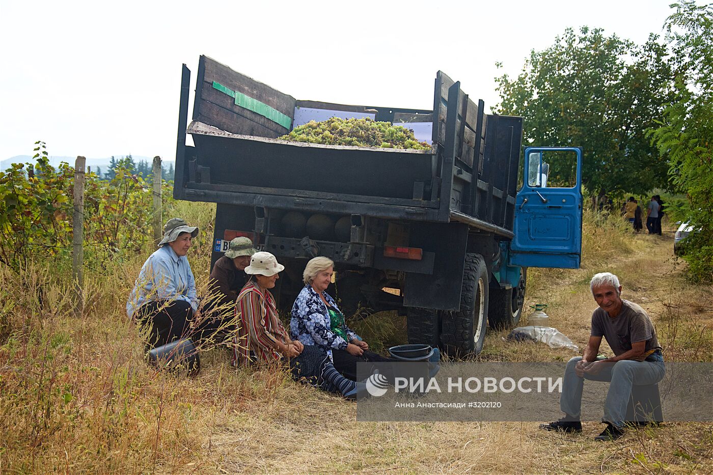 Сбор винограда в Грузии