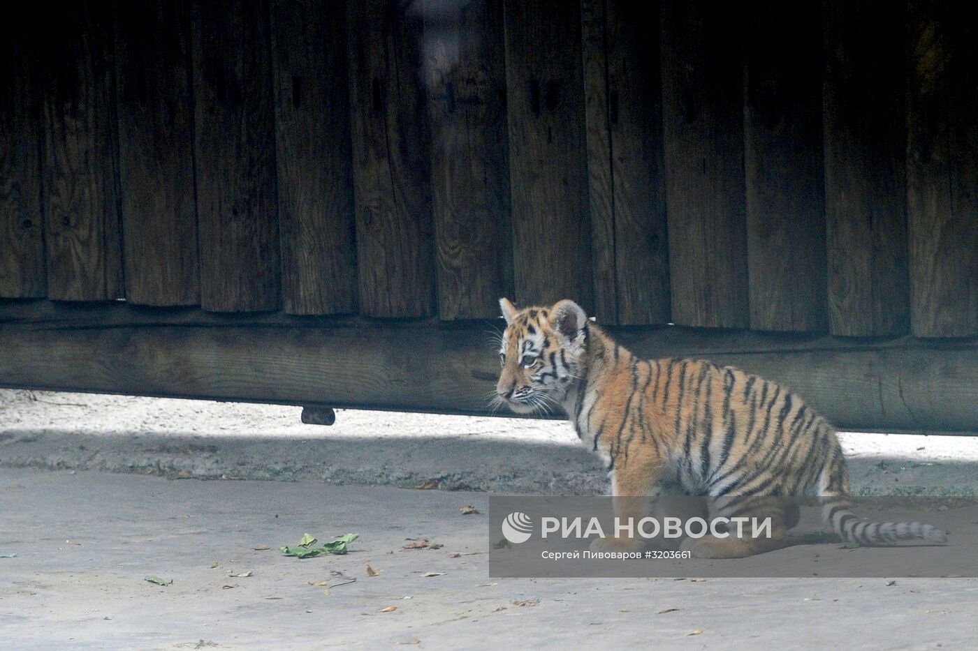 Амурский тигренок родился в зоопарке Ростова