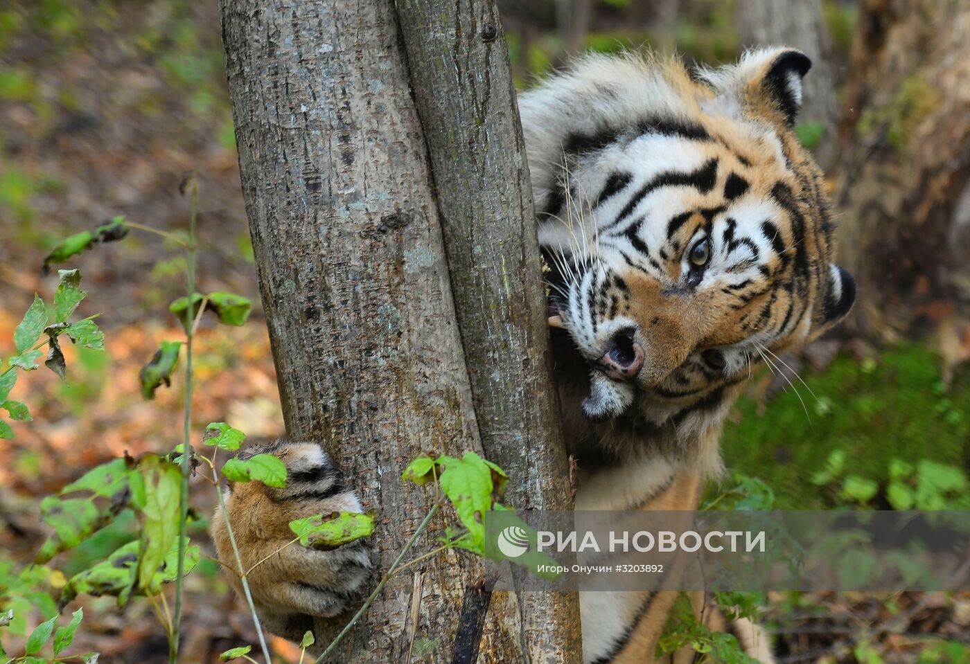 Центр реабилитации диких животных "Утес" в Хабаровском крае